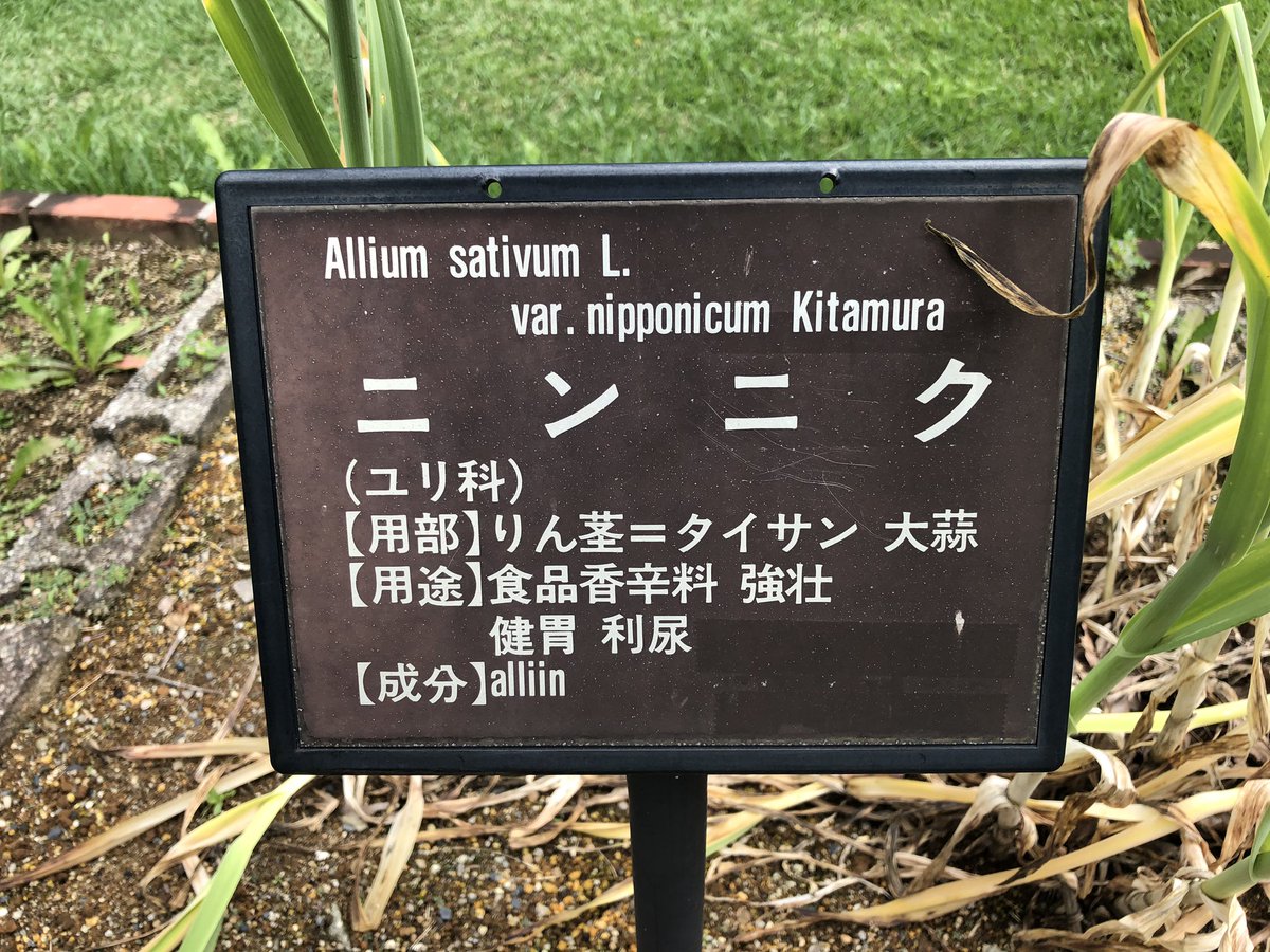 薬草園ニンニク ユリ科 小さな花火のように 咲いています 逢瀬公園 緑化センター 福島県都市公園 緑化協会 06 29 動画あり 逢瀬公園 緑化センター ぐるっと郡山