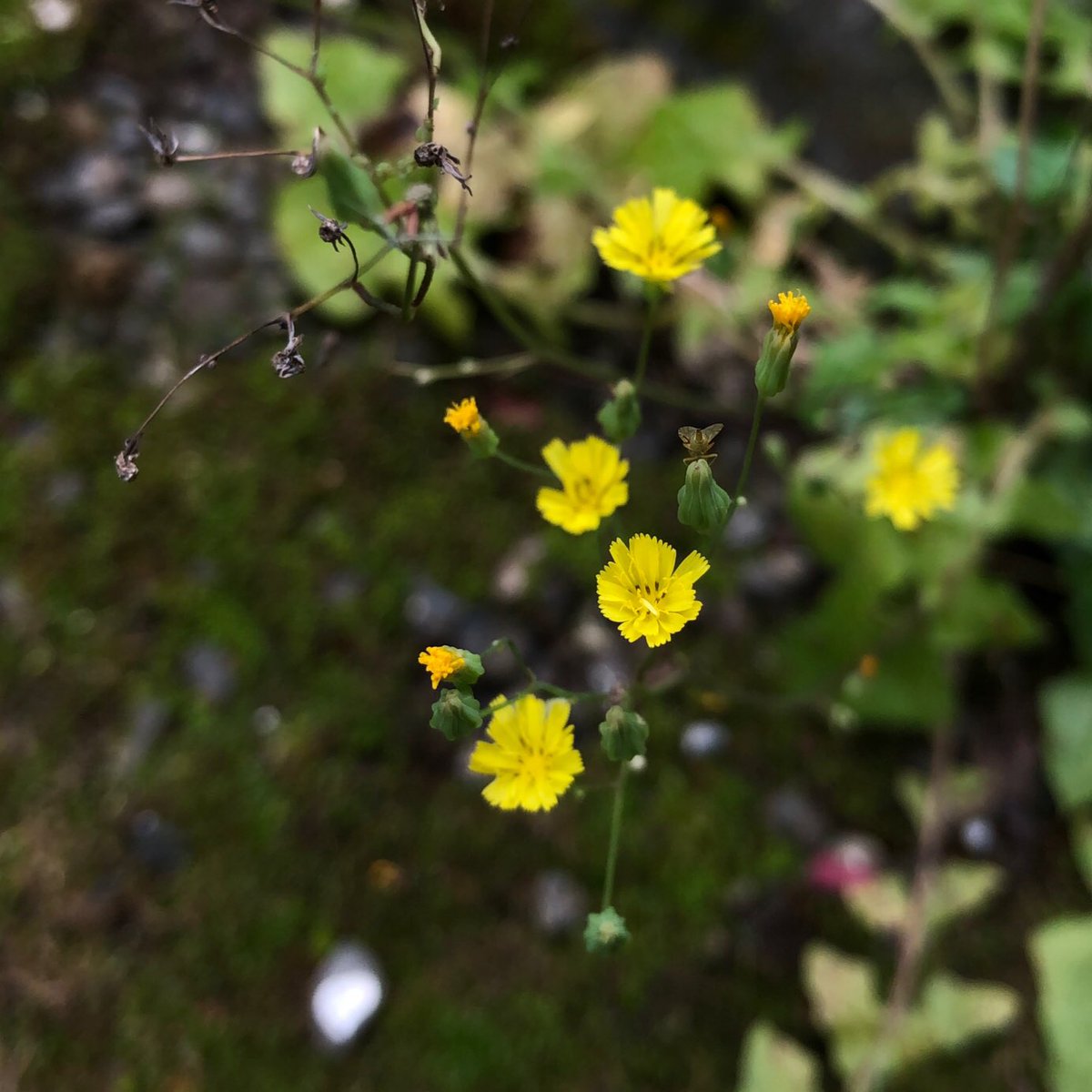 Megumi Paix ぺぺ على تويتر 雑草グループに入ってしまう平子さんは 除草されていなくなる確率が高い いつもの所にいなくなってるのよ そんな中 まだまだ咲いてた平子さま オニタビラコ 鬼田平子 植物 花 花言葉 仲間と一緒に 純愛 想い T