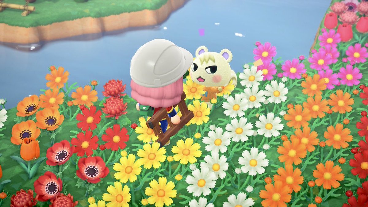 virtuousisland's tweet photo. OMFG it took me HOURS today to find Marshal to give him his lil M sweater!! CAN YOU SPOT MARSHAL?! #Acnh #AnimalCrossingNewHorizon #ACMarshal #Dodocode If you wanna shop any store rn Imma open gates soon ✨💕 https://t.co/79Pi9jbVWQ