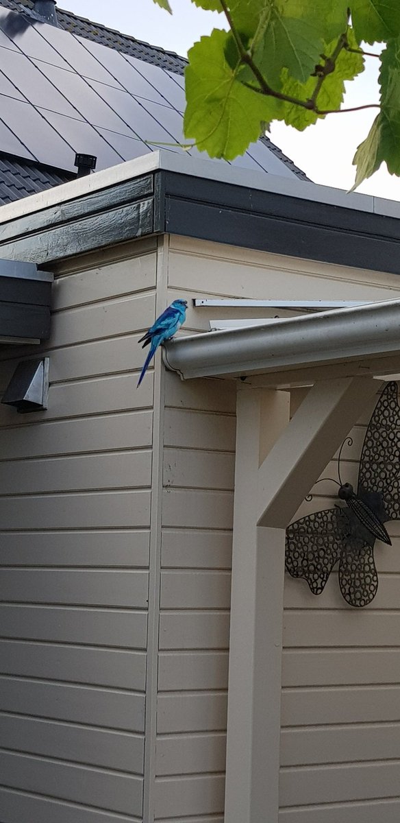Wie is er deze mooie blauwe parkiet kwijt?