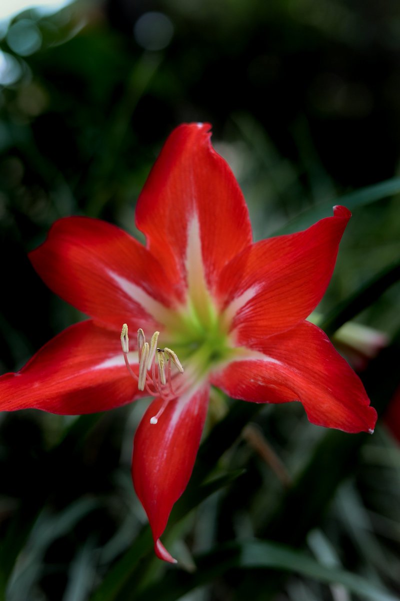 choczgurl's tweet photo. #red #hippeastrum #realmedgevisuals https://t.co/M66eIU8rpJ