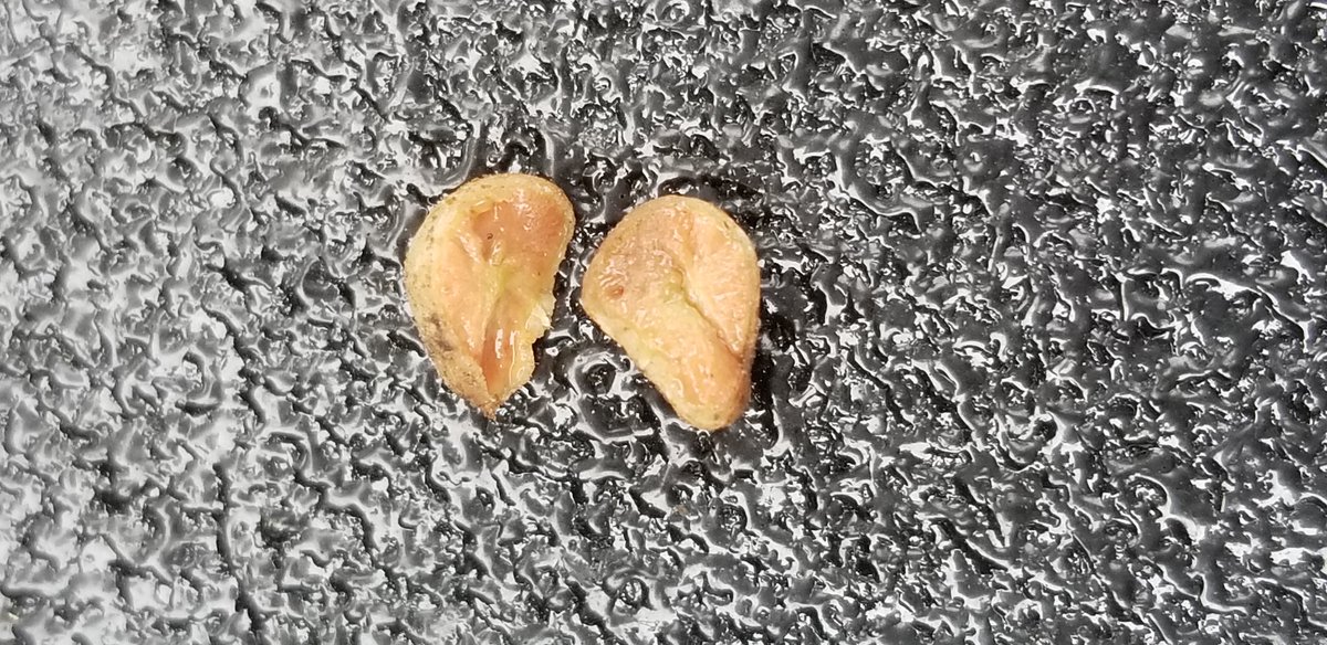 dsmartin80's tweet image. April 19th soybeans. #soilhealth #agribio #biomax