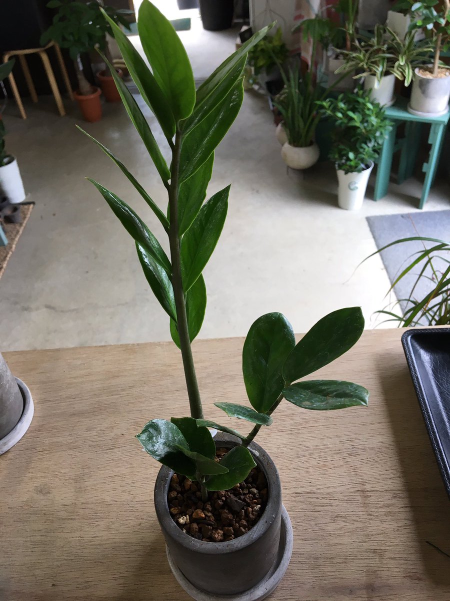Green Jam Twitterren ザミオクルカス ザミーフォリアはサトイモ科の一属一種で 名の由来はザミアのような葉の植物 つまりはザミアソテツが先にあって 後ほどザミアソテツに似たけど別の種類という意味で名付けられたというコト まぁただそんだけなんですけども