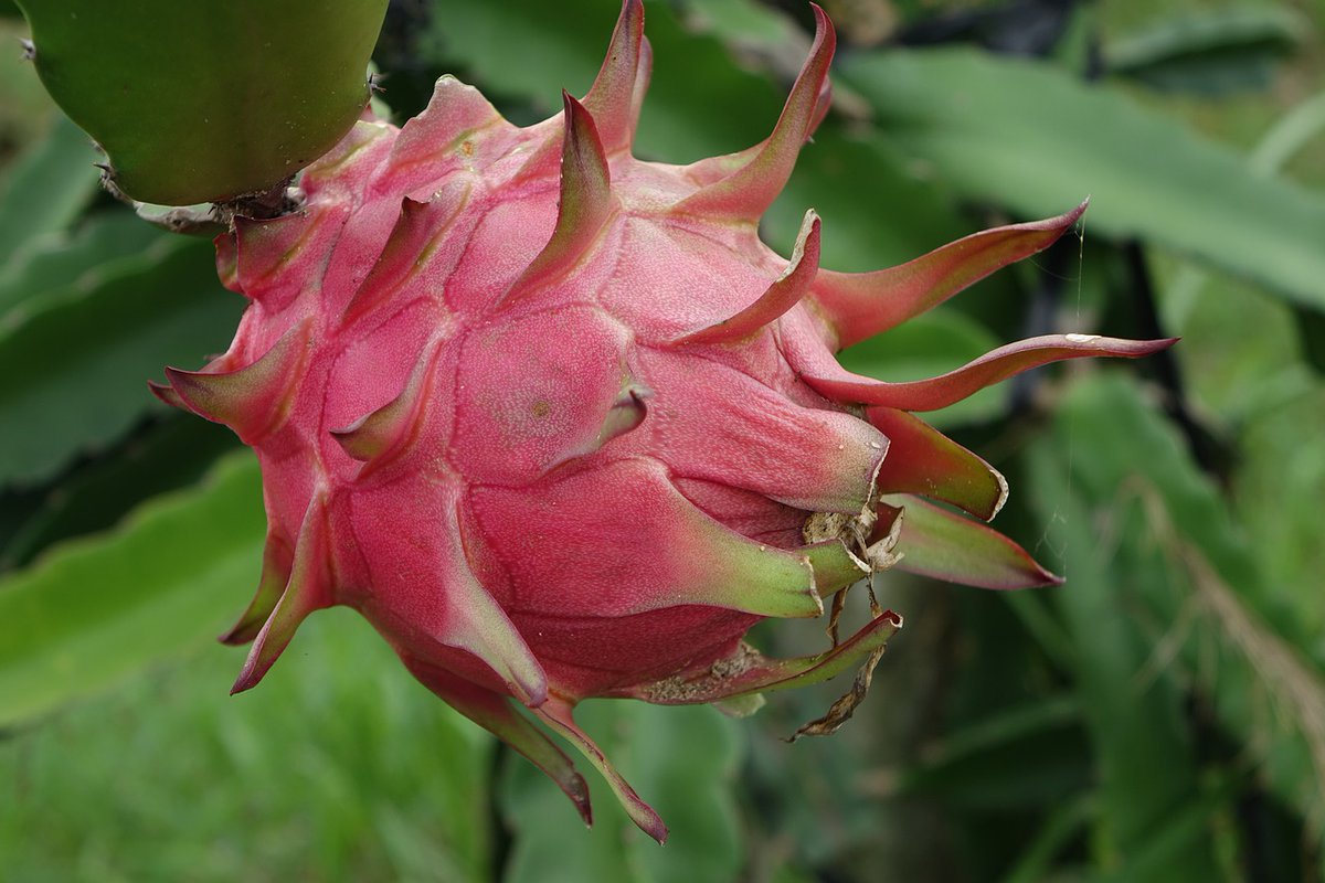 University of Newcastle Student Dietitians (@uon_dt) on Twitter photo Do you know that #dragonfruit belongs to the cacti family? Perhaps that explains its thorny look. Dragon fruit is not only cool looking but also one of the few fruits that contains iron! <a href="/NMNTEatWell/">No Money No Time (NMNT)</a>
To learn more about this unique #fruit, visit: nomoneynotime.com.au/everyday-super⦠Do you know that #dragonfruit belongs to the cacti family? Perhaps that explains its thorny look. Dragon fruit is not only cool looking but also one of the few fruits that contains iron! <a href="/NMNTEatWell/">No Money No Time (NMNT)</a>
To learn more about this unique #fruit, visit: nomoneynotime.com.au/everyday-superā¦