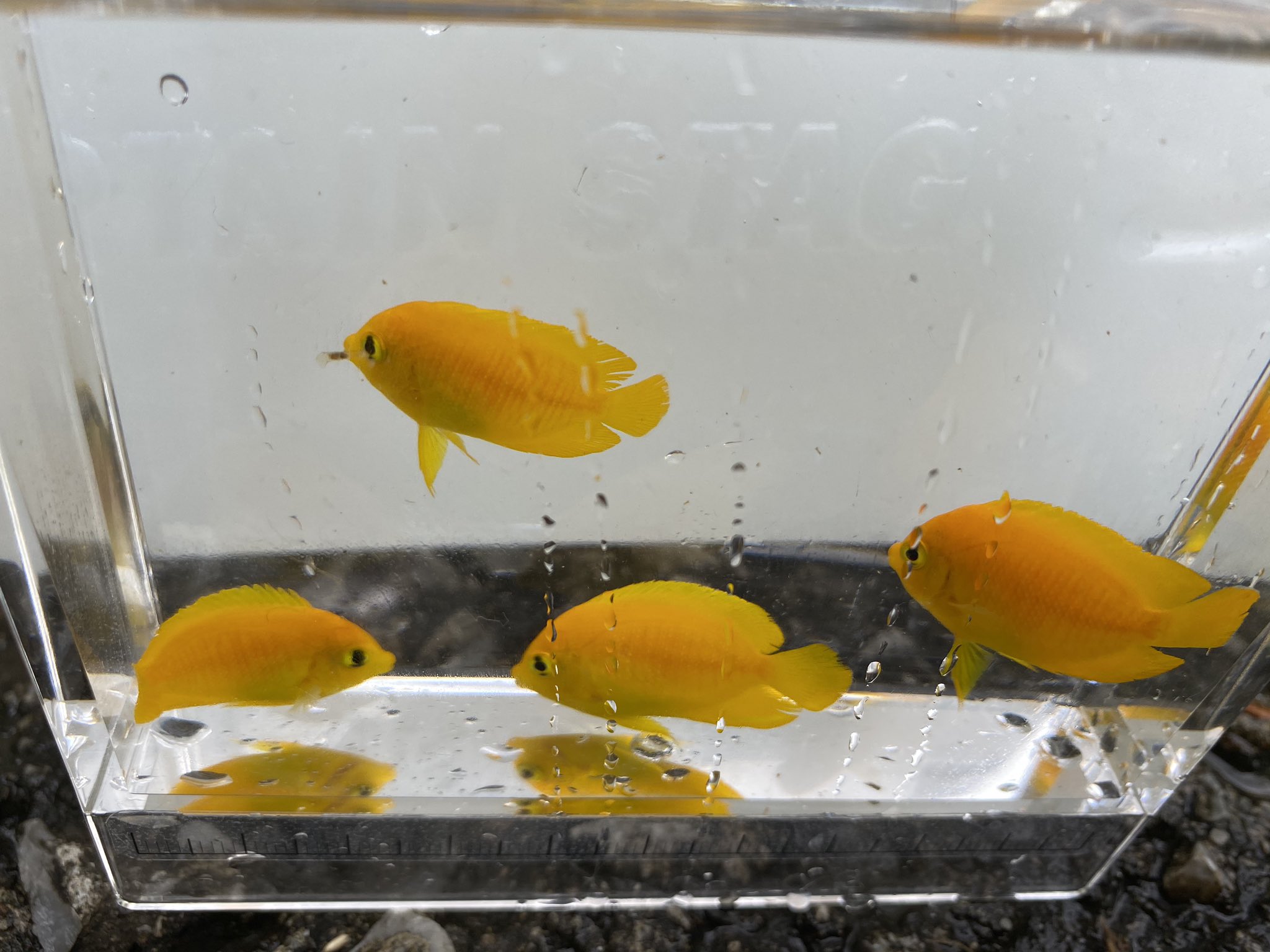 スイ ヘラルドコガネヤッコ 初採取 いる地形がわかったらあっちにもこっちにも このサイズなら採集は簡単でした ヘラルド欲しくなったらまた来ようと思います 沖縄本島はいいぞ T Co 9vlowgl7p2 Twitter