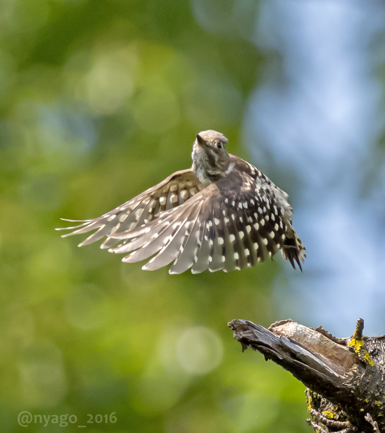 nyago в X: „コゲちゃんの #飛翔 ♪ #コゲラ #PygmyWoodpecker