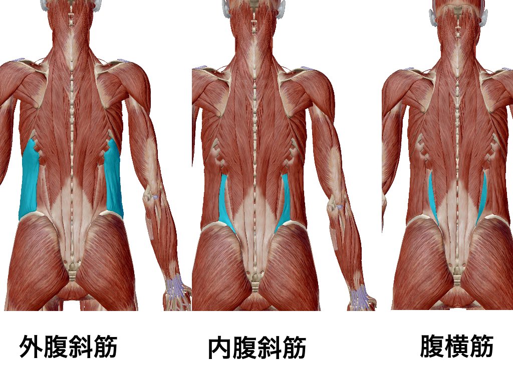 一社 日本治療家研究所 Prt療法 思いっきり解剖学 Op Twitter 腹部と背中 腹部の筋肉で代表的な筋肉 外腹斜筋 内腹斜筋 腹横筋 この３つを背部からみると 図にように後ろの方まで存在する 腹部を緩めると背部も緩むというのは 構造上 説明がつきます