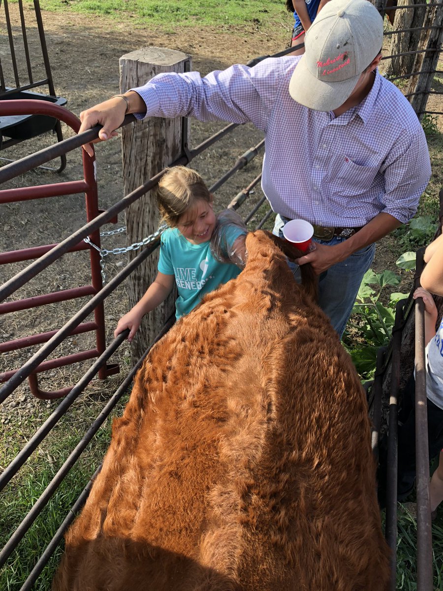 BeckyHarstad's tweet photo. The entire reason she wanted a heifer, right here. https://t.co/WJdchbcyVx