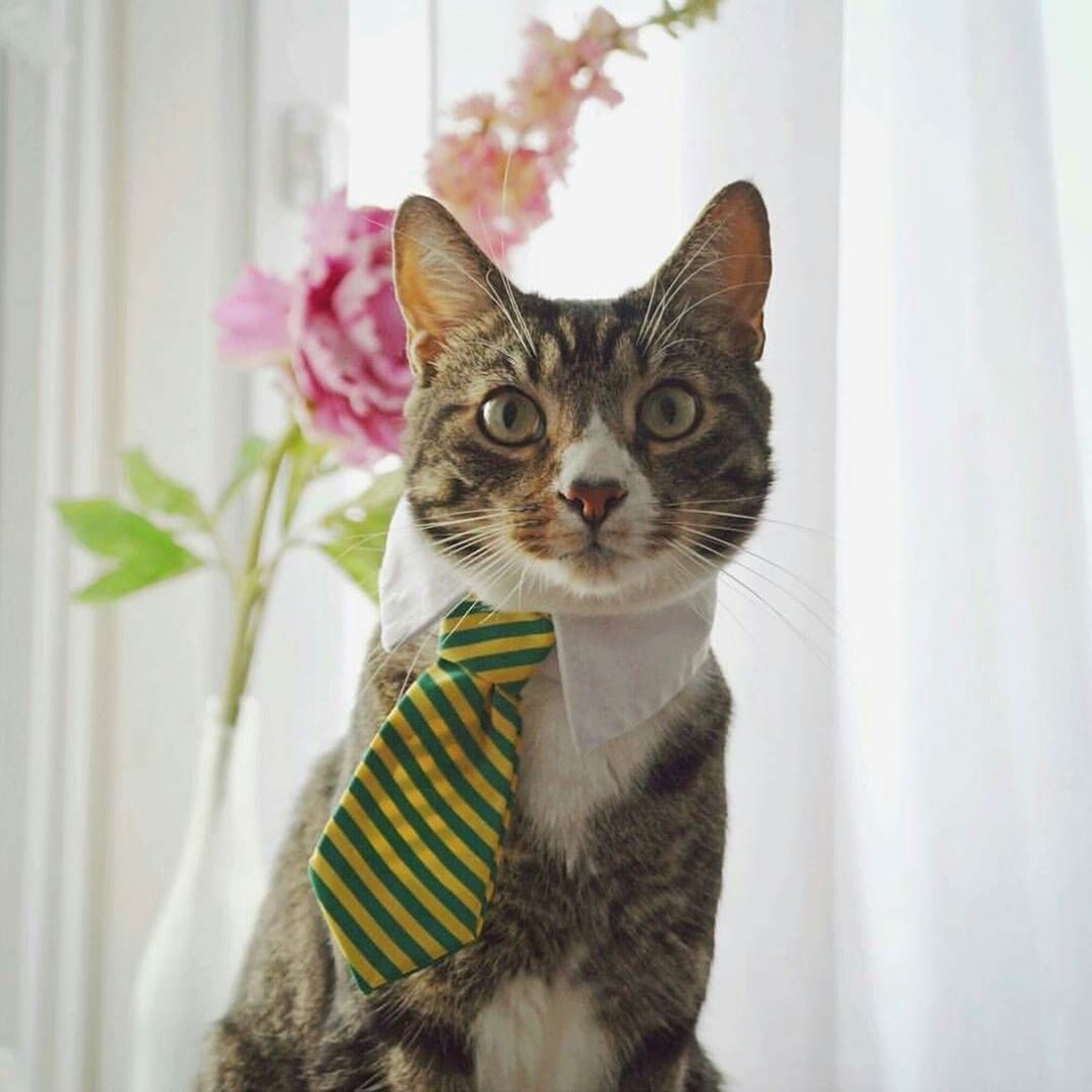 Cats Luver tweet media