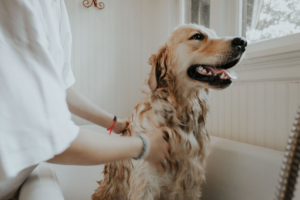 As the market scale of China's pet industry continues to expand, the demand for green, healthy and natural pet care and pet food products is also increasing.

Dog bathing products are currently the most-used care products for pets.

#chinamarket #petindustry #petcare #growth