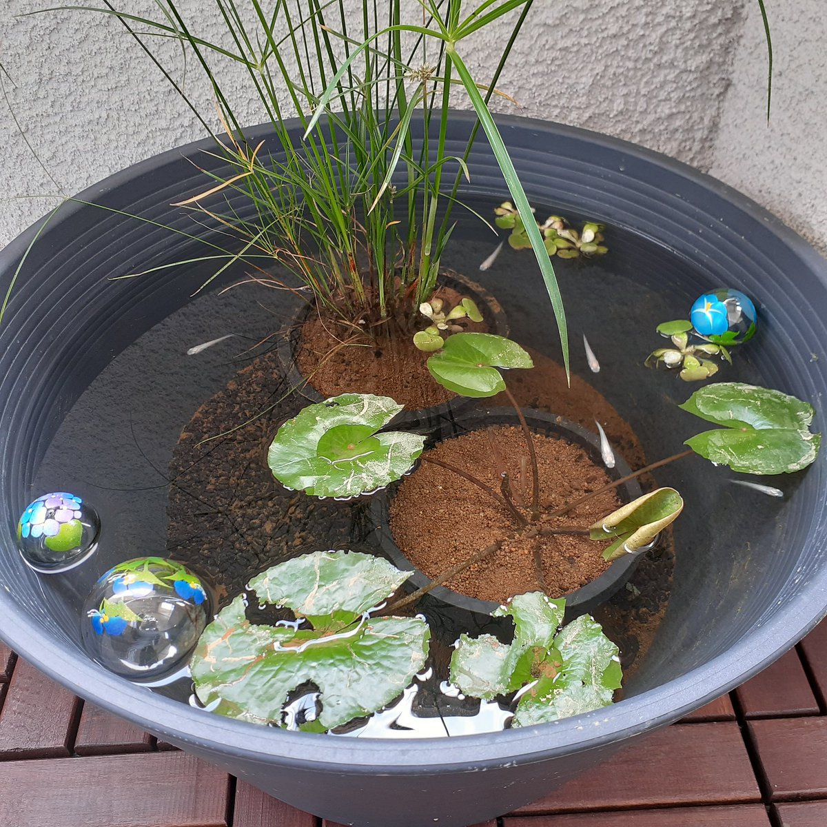 たまごはん 園芸部 ヒメタニシ を何匹かおひっこし お花の絵がかわいくて 浮き玉 も入れました せっかくの黒っぽい砂利が漏れた土で隠れてしまったけど 白メダカ たちが予想以上にかわいいのでチャラです ところで ミニホテイ草 さん 食べ