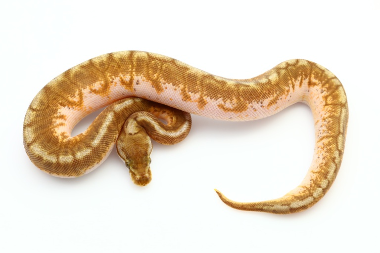 picture Sunset Ball Python sunset spider possible fire female ball