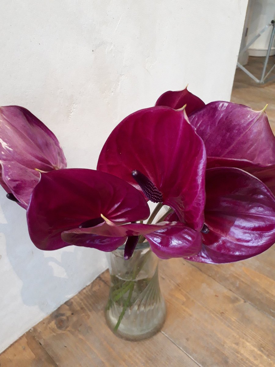 Moss No Twitter 今日のおすすめ バラ メルシードパルファム アンスリウム マラビリア ダマスクの強い香りが特徴的なバラと赤 紫のシックな色合いのアンスリウム入荷です