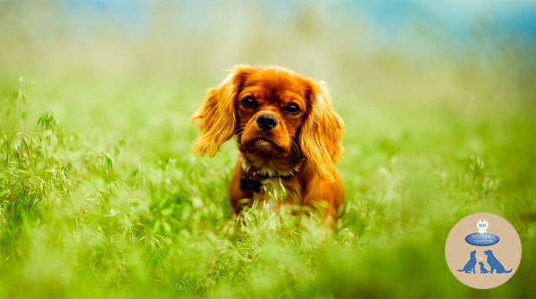 NHPetfood's tweet photo. Less Monday, more summer 🌞🐶

#photooftheday #doglife #dogofthedays #happydog #doglifeisgood #dogsmile #NaturesHarvest #FriendsofNH https://t.co/Ut27iSx1US