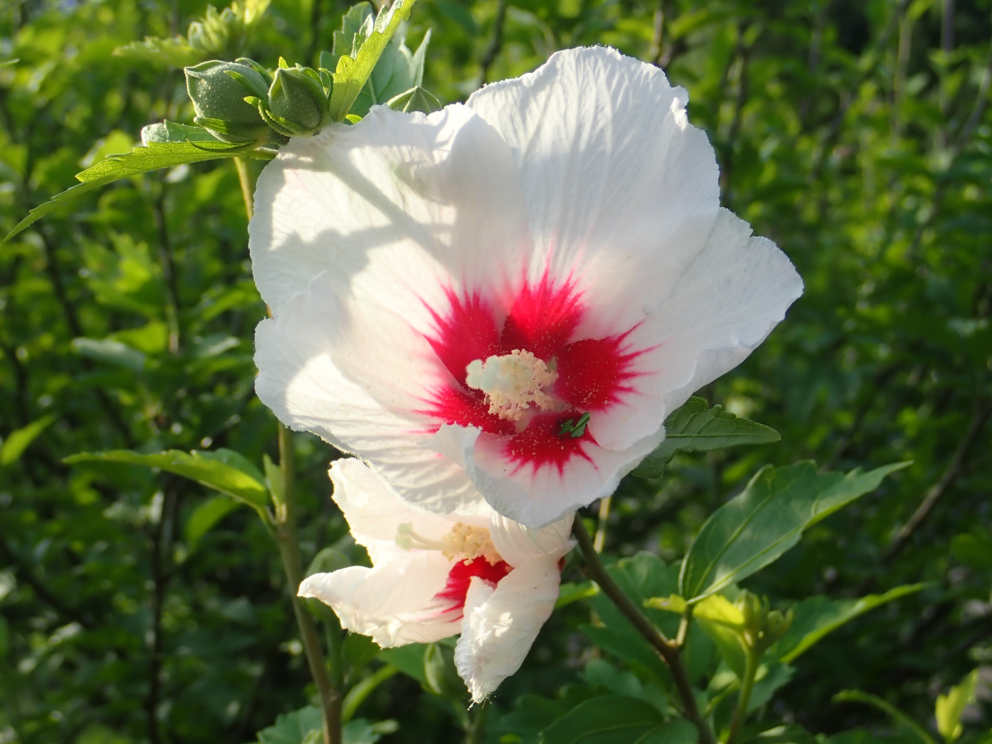神代植物公園 ニュース スタッフより 園芸係 はなもも むくげ園で ムクゲの花が咲き出しました ムクゲは アオイ科フヨウ属の植物で中国原産 一日花で 花の寿命は１日 午前中に咲き 夕方には萎んでしまいますが 次から次へと花が咲き 秋まで