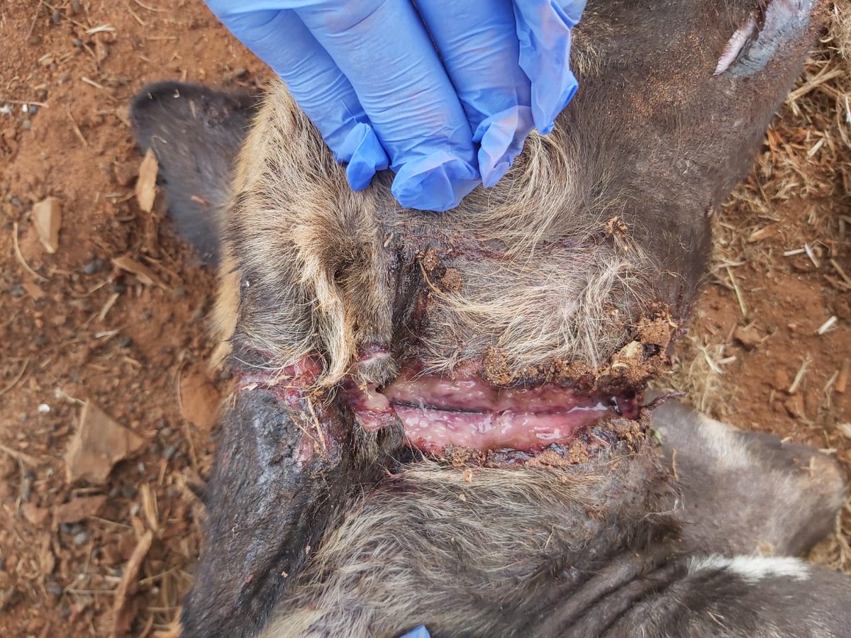 Kenya Wildlife Service tweet media