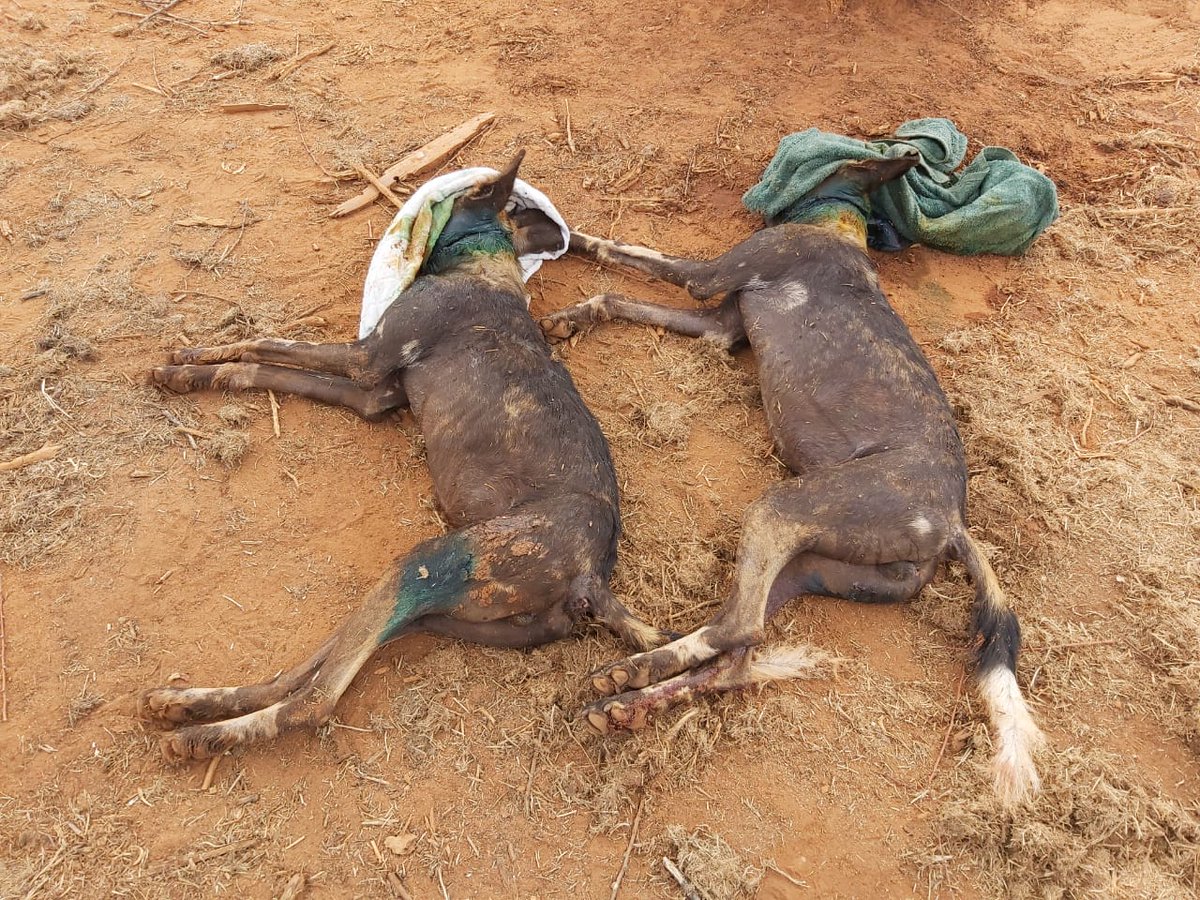 Kenya Wildlife Service tweet media
