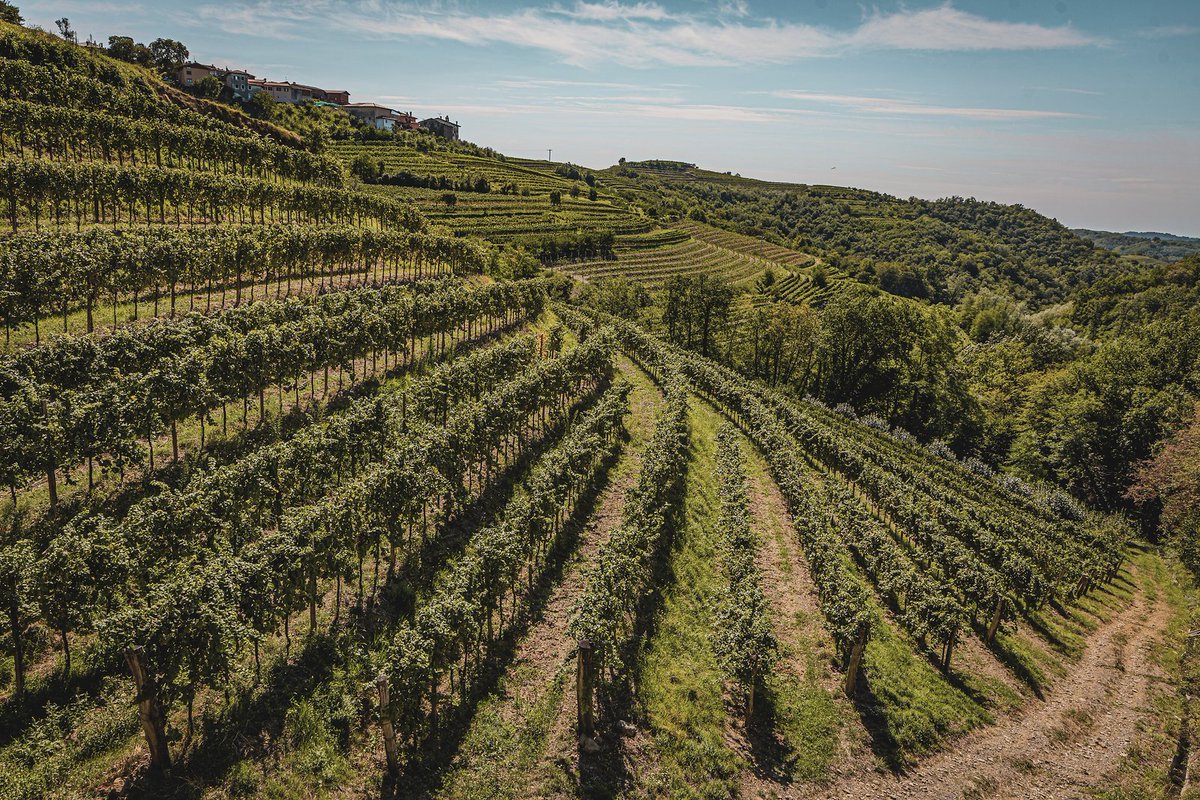 INTERESTING FACTS: About 1% of #Slovenia's territory is covered by #vineyards. (photos: Mediaspeed #photography) #Travel #nature #wine #ifeelsLOVEnia