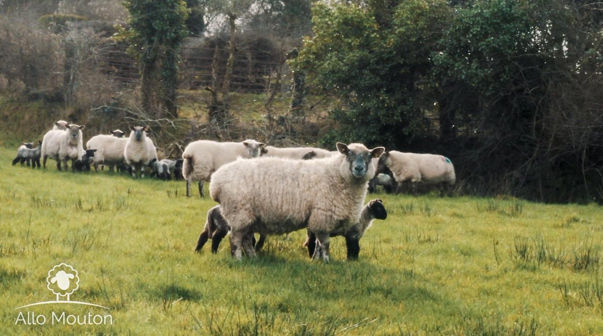 Allo Mouton 🐑 tweet media