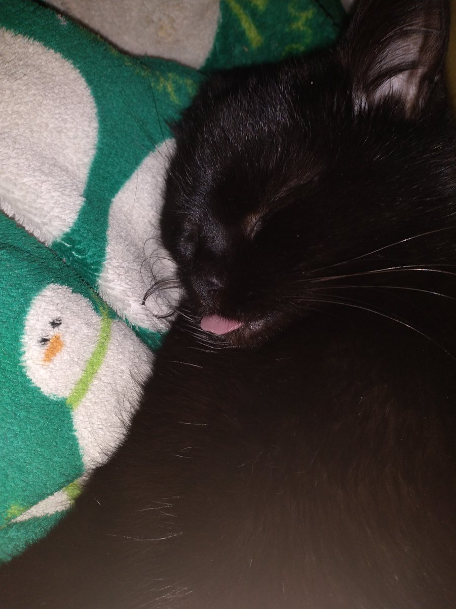 pasteldualipa's tweet photo. @AmeliaRBlaire blep!! ❤ https://t.co/6io5OkfRCg