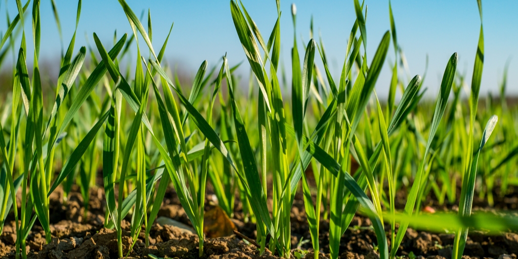 What are the issues and options for Vegan investors?  As companies and markets respond to the growing popularity of #veganism, it raises fascinating questions – not just for vegans, but for anyone with an interest in ethical investment...

investing-ethically.co.uk/firmly-planted…