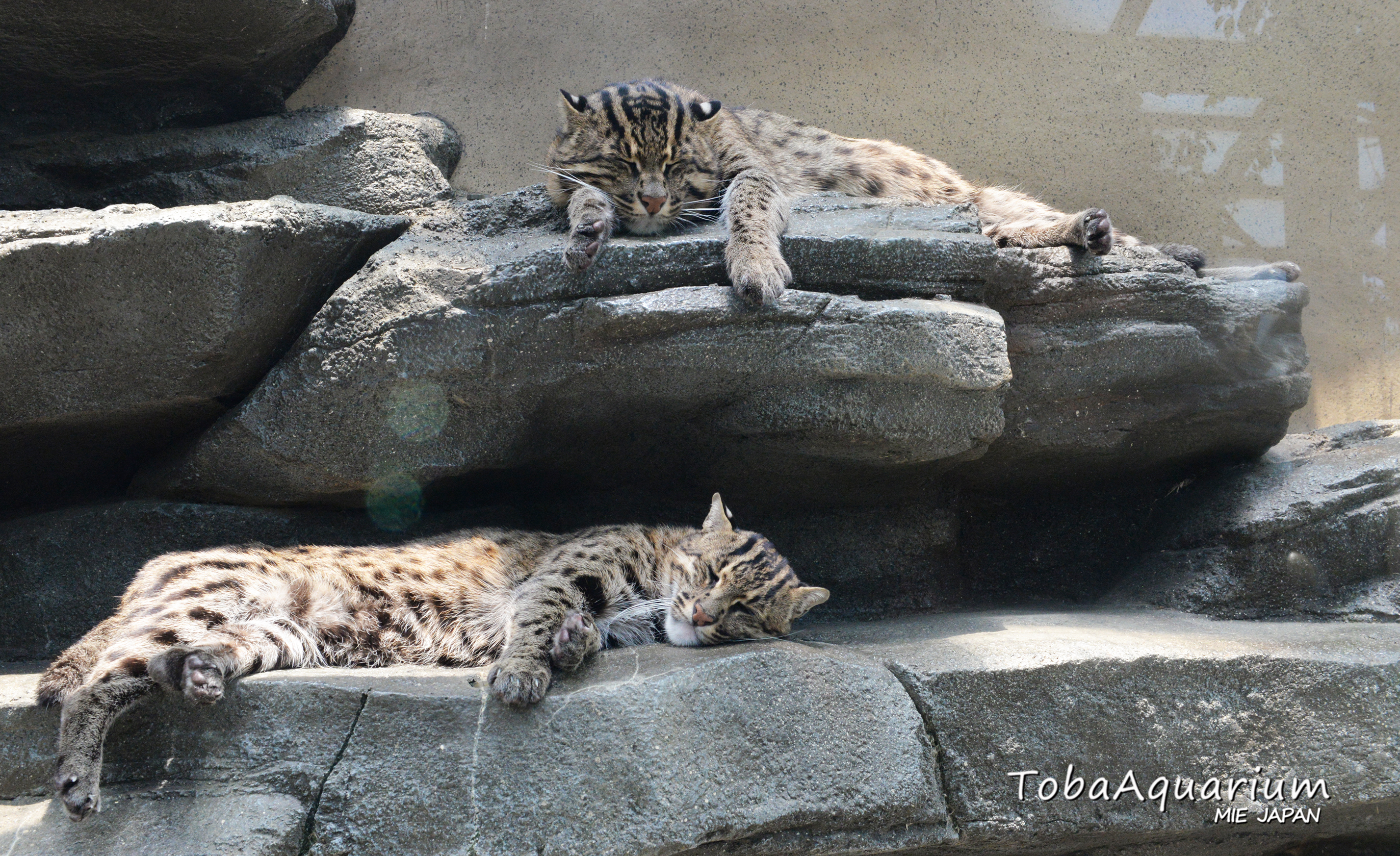 鳥羽水族館 Toba Aquarium スナドリネコの サニー と パール は程よい距離感でお昼寝中 鳥羽水族館 Tobaaquarium スナドリネコ 夜行性 寝顔 T Co F4kg2hzku6 Twitter