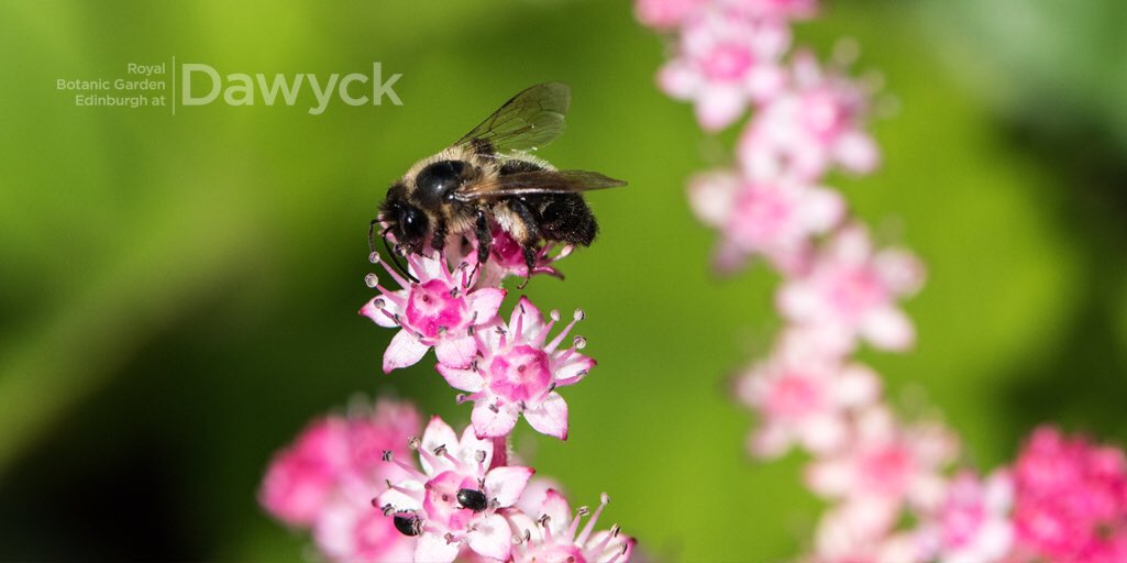 Bee on Rodgersia at Dawyck Botanic Garden in June2018 by @tiddlywinkuk #botanicgarden #scottishborders #visitscotland #visitscottishborders #spring #rodgersia #bee #flowers #coloursofdawyck #gardenclosed #opensoon #staysafe @dawyck @TheBotanics