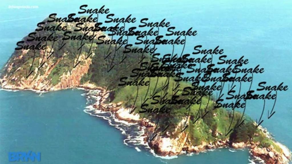 Snake Island, Brazil: The mysterious island is known as Ilha da Queimada Grande. It is the only home of the critically endangered, venomous snake known as golden lancehead pit viper. The snakes became trapped on the island when rising sea levels covered up the land that 