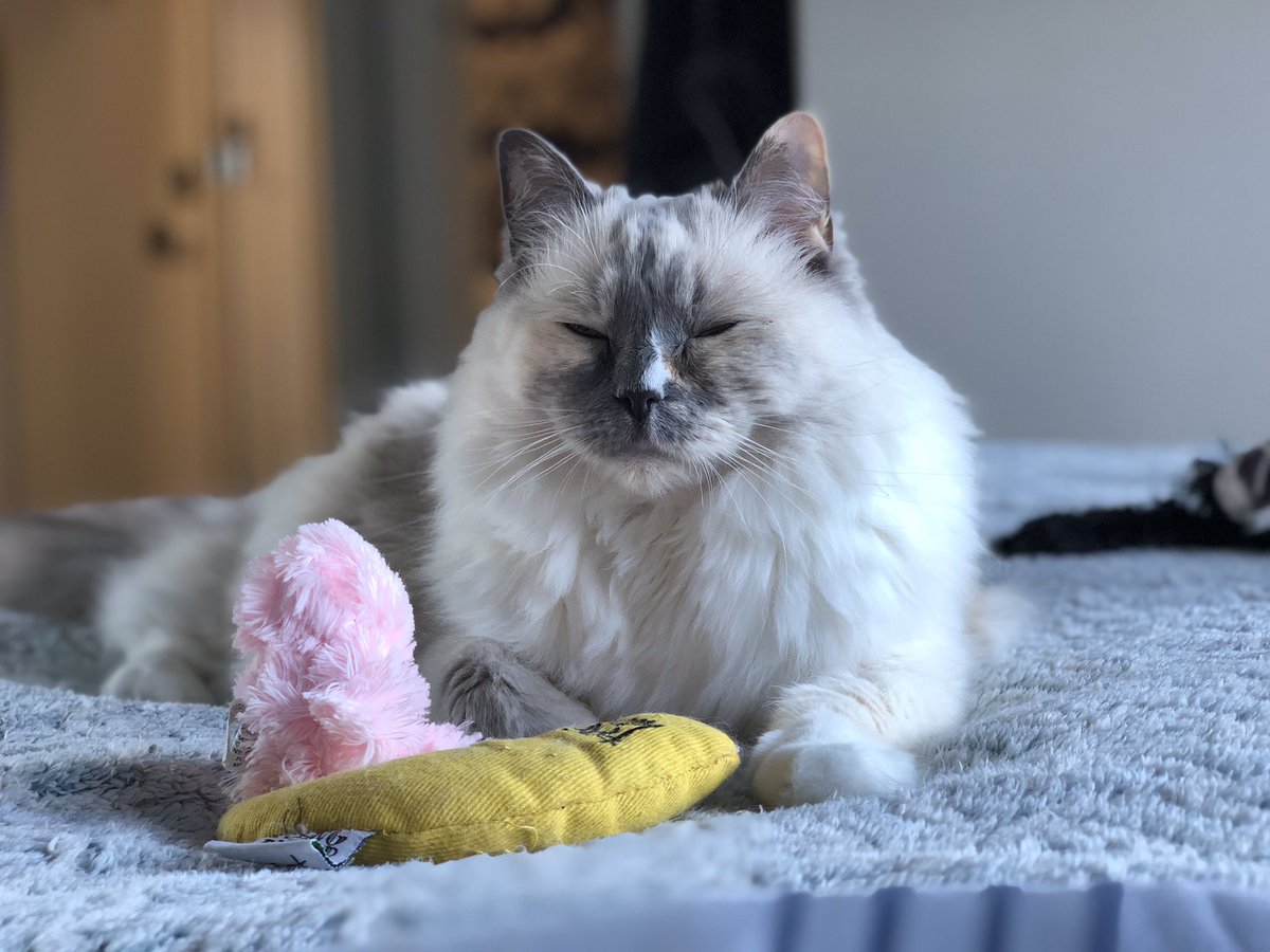 Betty_Boo_Kat's tweet image. Is it going to rain all day?! ☔️🙀☔️ #kittyloafmonday 🍞