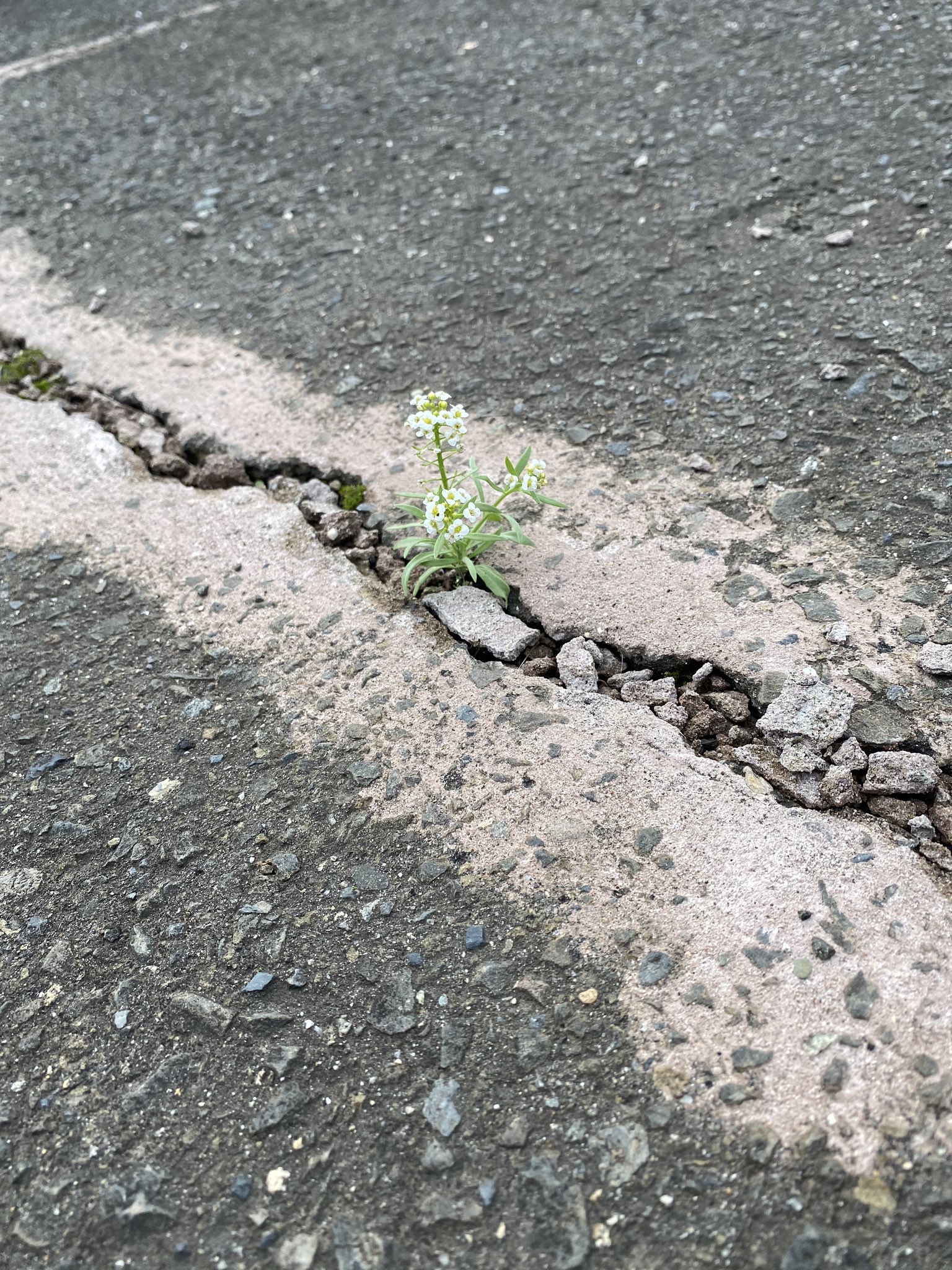 アスファルトに咲く花 Twitter Search Twitter