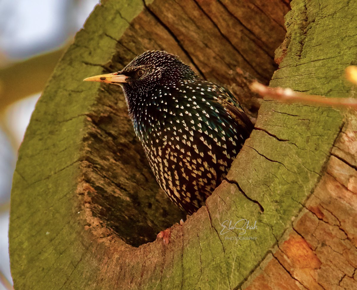 Starling with hearts on its feathers 😍

@ThePhotoHour @Natures_Voice #bird_watchers_daily #birds_of_instagram  #birds_of_ig #bns_birds #nature_brillance 
#birdwatching #birdlover  #naturephotography
@natgeo @bbcearth