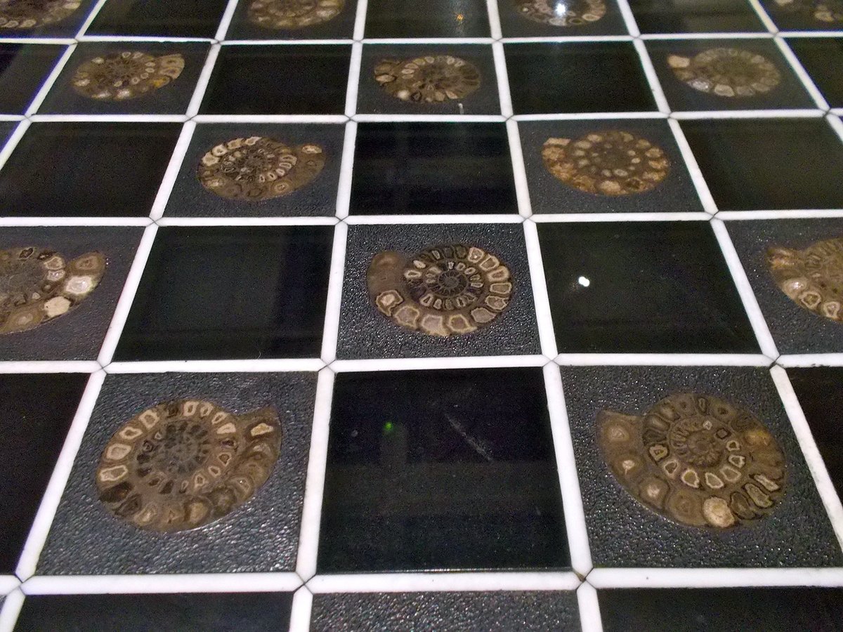 BryozoanNhm's tweet image. #MolluscMonday Exquisite chessboard comprising sectioned Jurassic ammonites and jet (fossil wood), both collected from the vicinity of Whitby, North Yorkshire. Made between 1895 and 1899 by John Sherwood, the chessboard can be seen in the Whitby Museum.