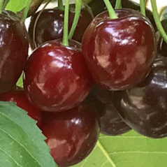 Piercemillfarm's tweet photo. Due to popular demand, our Cherry Stall now open 7 days a week -  10.30am - 4.30pm! https://t.co/vGo8OCePua