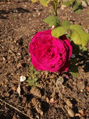 OxleasFriends's tweet photo. Meet the new roses of in Castle Wood Rose Garden below Severndroog Castle 

This is Proper Job
Proper Job has gorgeous crimson blooms with an excellent perfume. It's struggled to survive this year but the dead plants will be replaced.

Henry Street Garden Centre https://t.co/I8uyMIsGTC