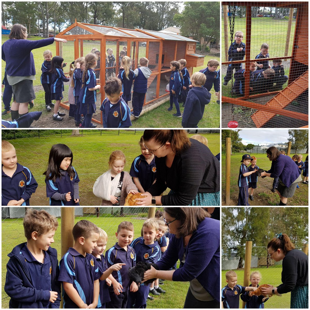 Luke Somerville (@lsomerville77) on Twitter photo EVPS now has 8 little feathery friends attending the school. The kindergarten kids loved meeting them today! #evps #funaplentyin2020 <a href="/lake_network/">Lake Macquarie North Principal Network</a> EVPS now has 8 little feathery friends attending the school. The kindergarten kids loved meeting them today! #evps #funaplentyin2020 <a href="/lake_network/">Lake Macquarie North Principal Network</a>