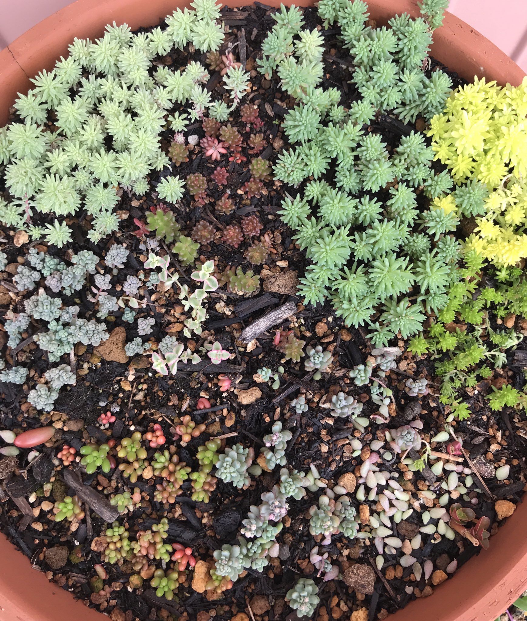 みき 雑貨屋ｃｈｉｎｋｉ運営中 1枚目6月1日 2枚目6月29日 パリダムは分かる ミッシーも分かる 虹の玉 お前培養土だとこんなに早くデカくなるのか 虹の玉丼 今度土変えてあげる T Co 9ayz2auzhs Twitter