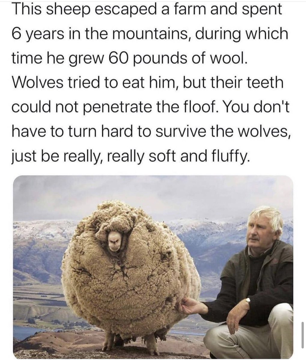 If you choose to be anything, choose really, really soft and fluffy. 🐑