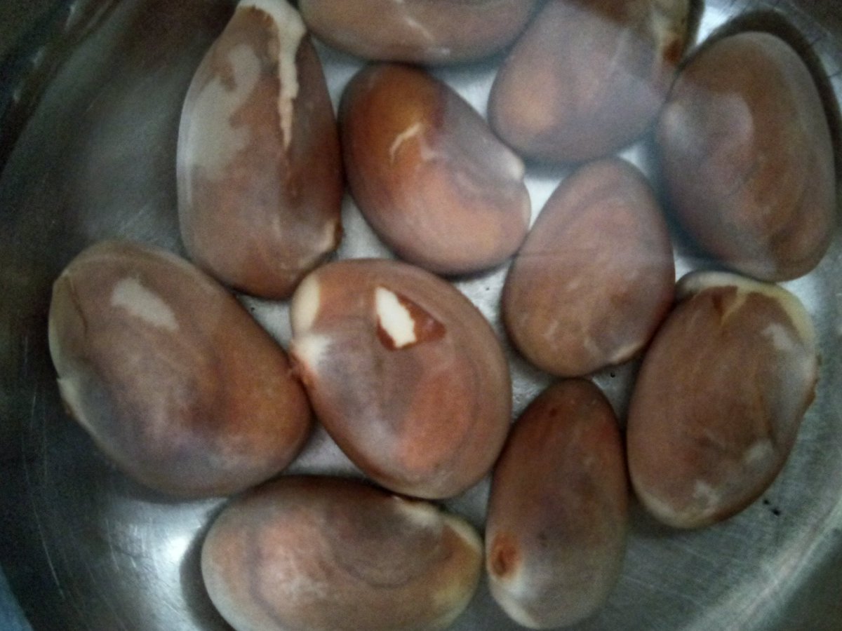 Ablaze_creviti's tweet photo. Soaking Jackfruit seeds for 24 hours!🌱
Gonna plant them tomorrow for germination!
#jackfruit #jackfruittree #phanas #fanas #फणस https://t.co/fJGVaR2cmR