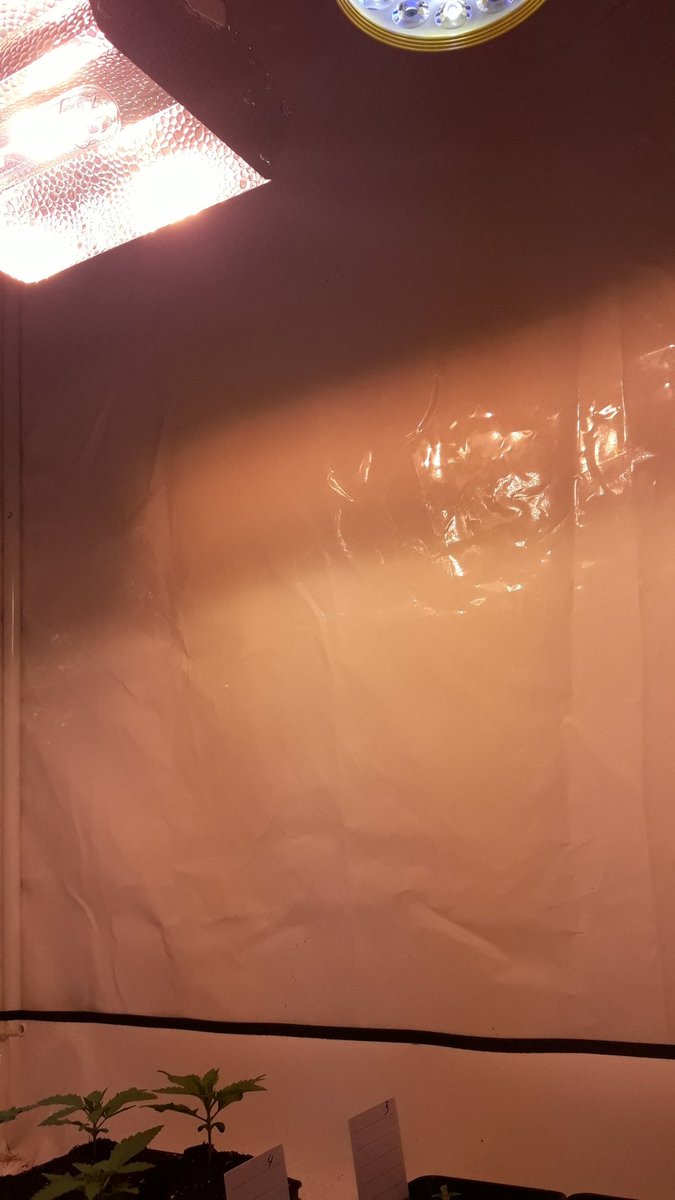 AdrycManellson's tweet photo. Y miradlas aquí, llevan 18 días desde su puesta en #Germinación, y 12 bajo #LEC315Wts+#LED25Wts @SpectronLED apoyo #RefBlanca @LUMiiLighting @HydroGardenLtd en #Sust #Natural @ProXL_Spain.
Mientras mi #Auditoría 7° desde,
y 2, #TimeLap a su lado #Optimizando,15\15 🤙👏👏👏..🧚‍♂️😎 https://t.co/u0h9z7m0ln