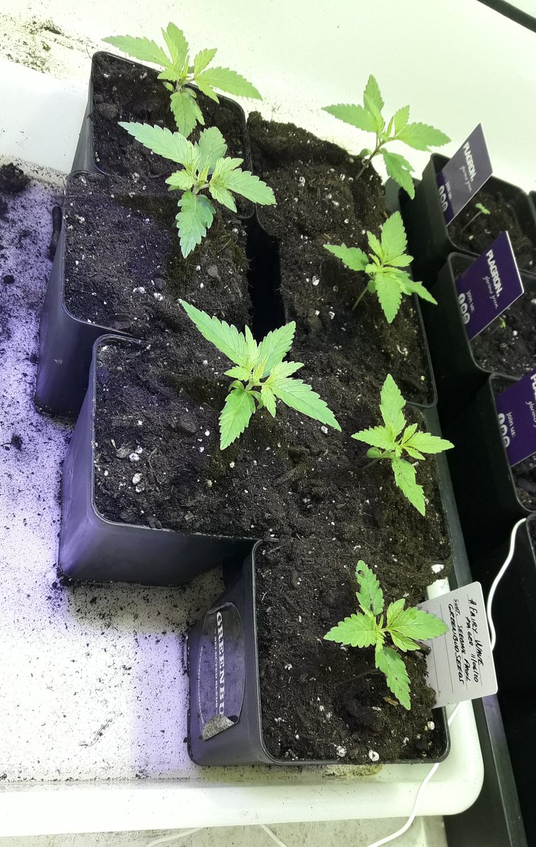 AdrycManellson's tweet photo. Y miradlas aquí, llevan 18 días desde su puesta en #Germinación, y 12 bajo #LEC315Wts+#LED25Wts @SpectronLED apoyo #RefBlanca @LUMiiLighting @HydroGardenLtd en #Sust #Natural @ProXL_Spain.
Mientras mi #Auditoría 7° desde,
y 2, #TimeLap a su lado #Optimizando,15\15 🤙👏👏👏..🧚‍♂️😎 https://t.co/u0h9z7m0ln