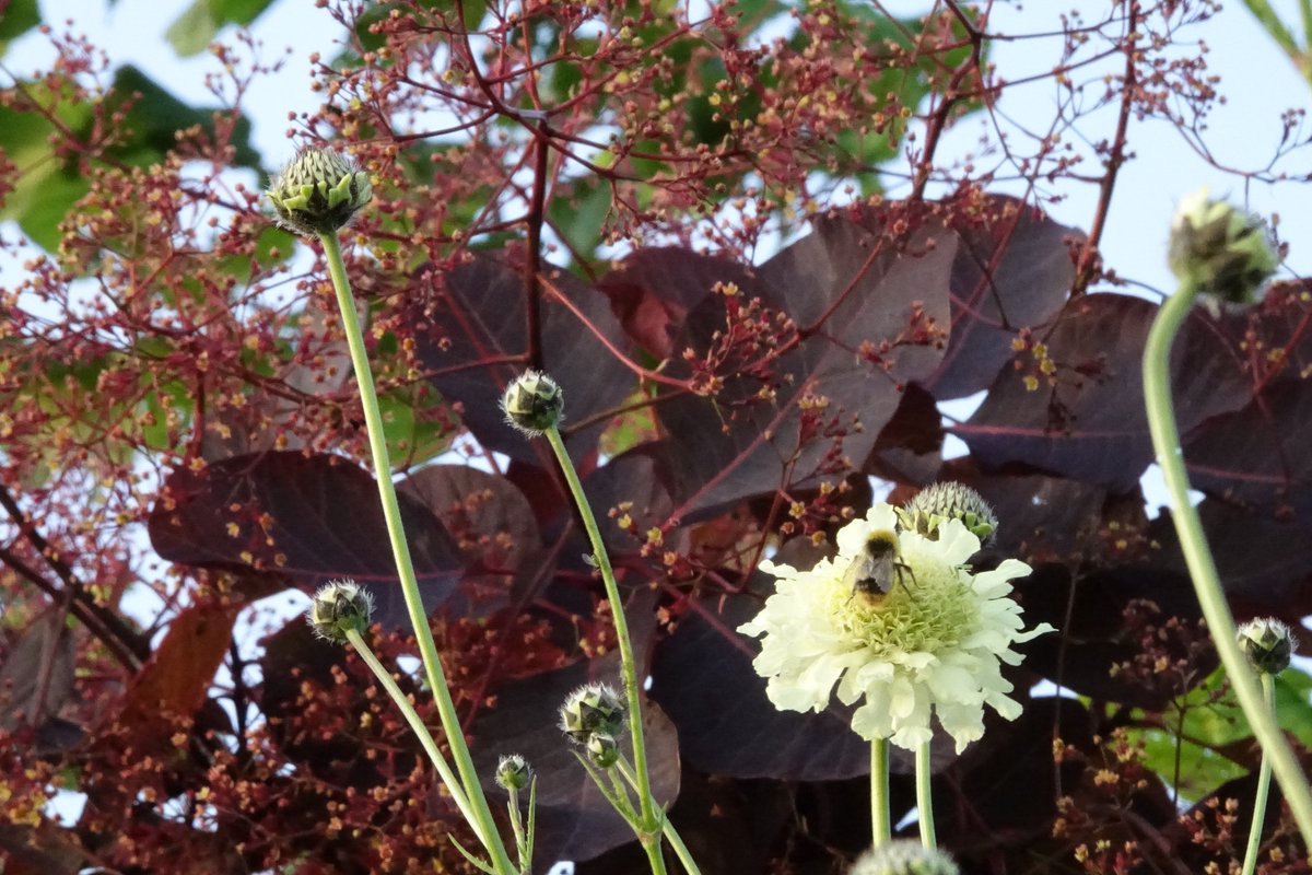 Mijn #plantencombi van de week. Een onverwacht mooie. Reuzenscabiosa heeft zich uitgezaaid onder een Pruikenboom. Prachtig hoe het zachte geel mengt met het wijnrode blad en de ragfijne bloempjes. Wie kan deze mooie beauty nou weerstaan? De #bijen en #hommels in ieder geval niet.