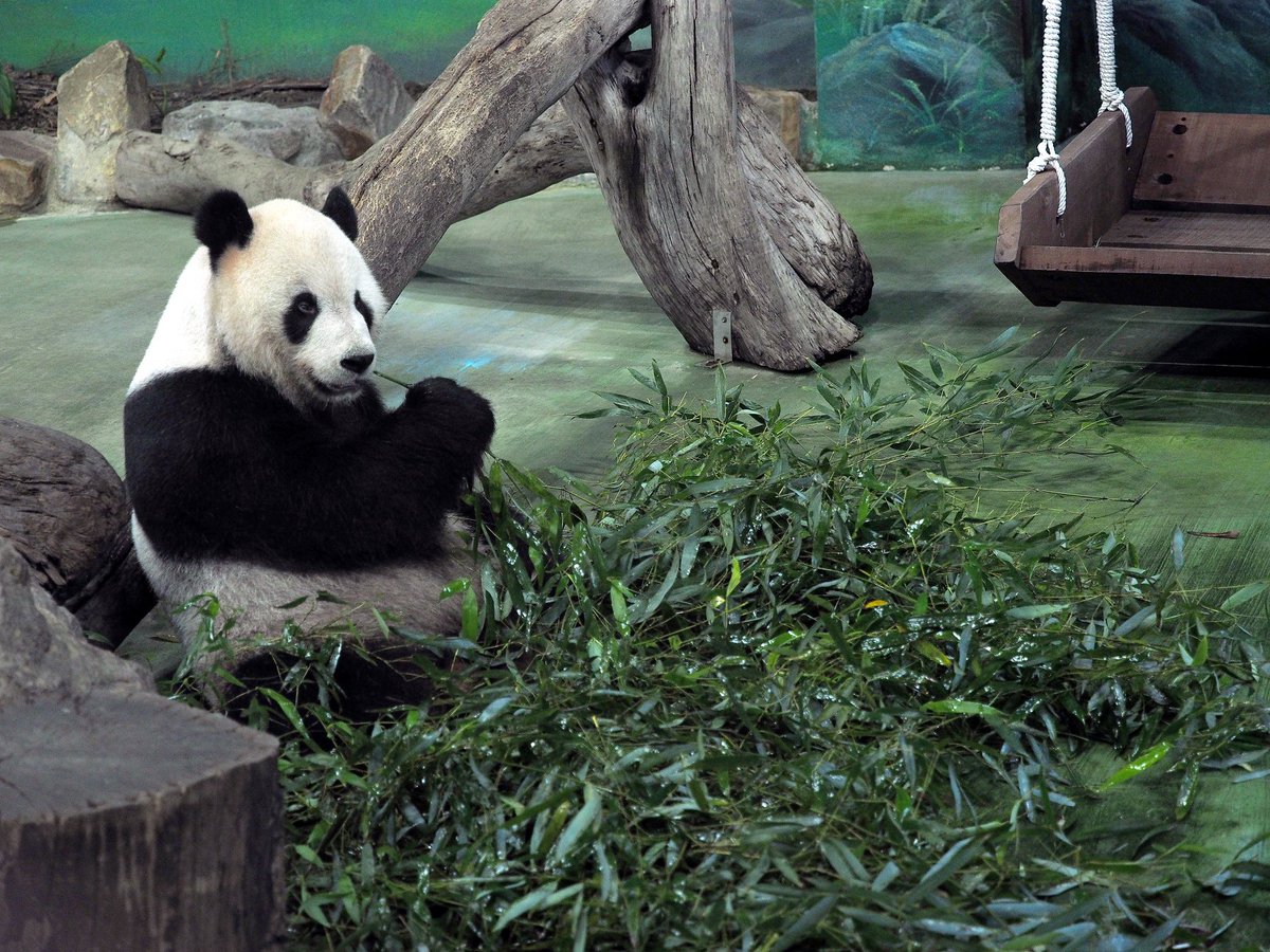 Giant Panda Yuan Yuan One Of A Panda Pair From The Chinese Mainland Gave Birth To Her Second 