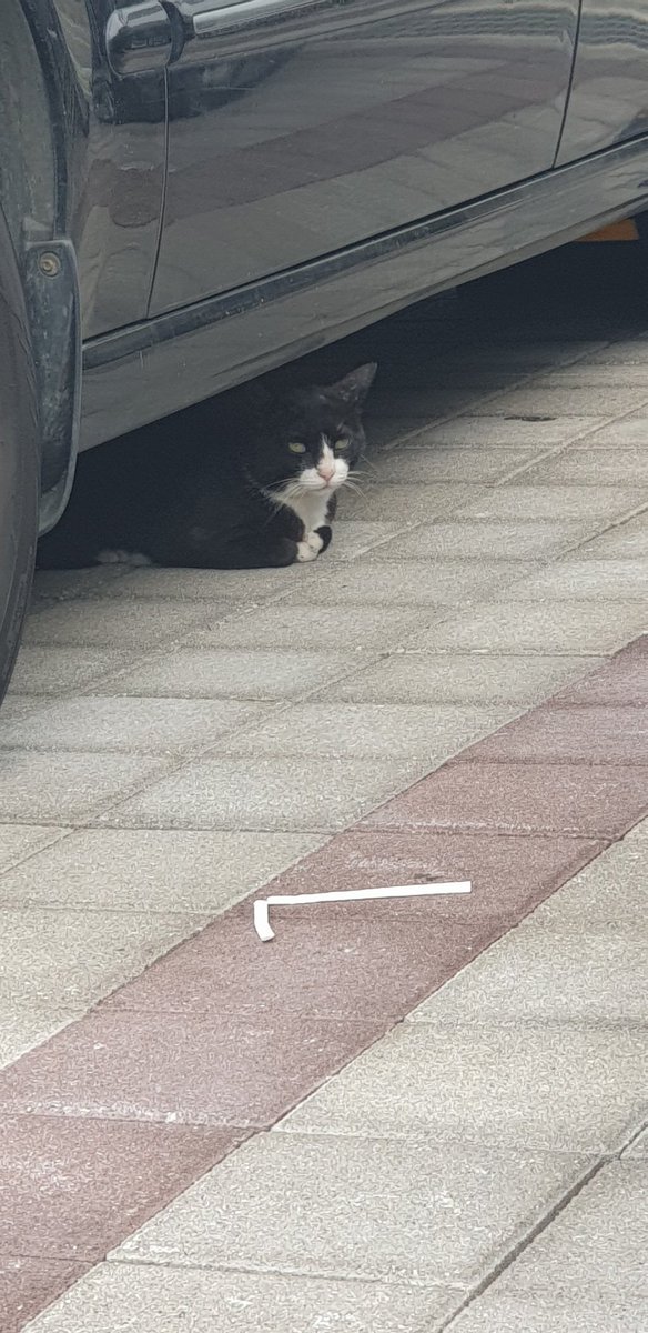 검은차밑에 검은야옹이