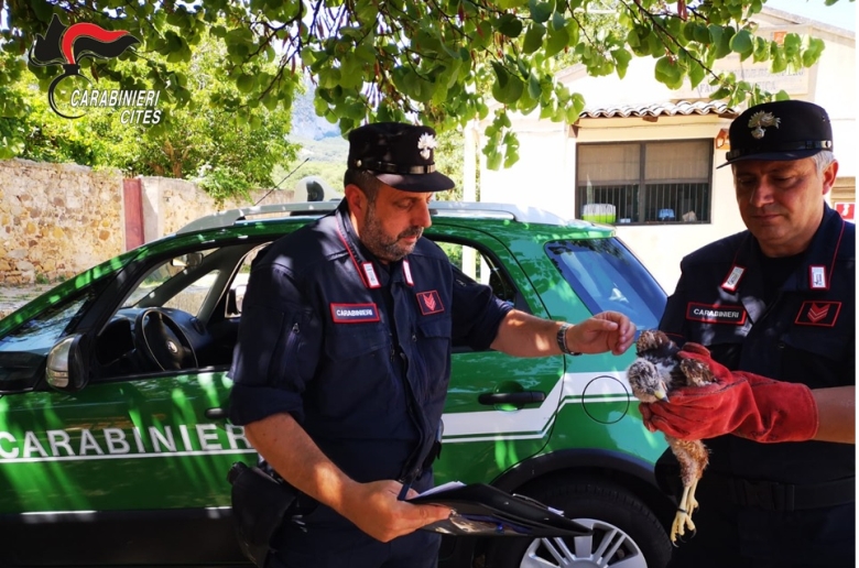 Importante operazione contro il traffico di rapaci ed altre specie con interventi in Sicilia ed altre regioni
#LIFEConRaSi
lifeconrasi.eu/notizie/operaz…