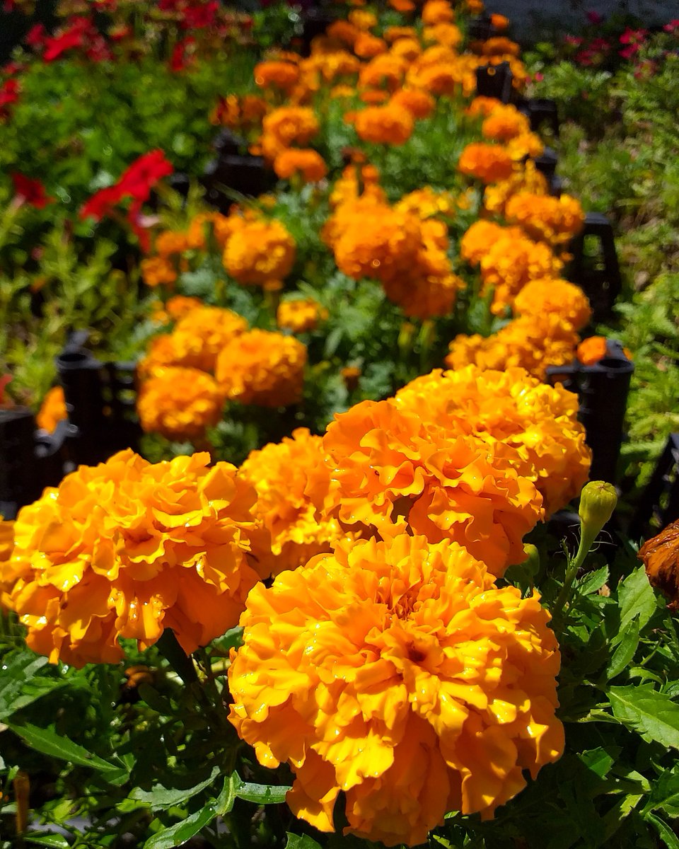 Top Kadife Çiçeği 🧡 Enerji ve mutluluk kaynağı bu çiçeklerin kokusu zararlı böcekleri ev ve bahçelerden uzak tutar, güneş sever, kurudukça sulanmalıdır. Egepark Fidancılık'ta.
.
.
.
#kadifeçiçeği #marigold #flowers #çiçek #orangeflowers #loveflowers #nature #doğa #istanbul