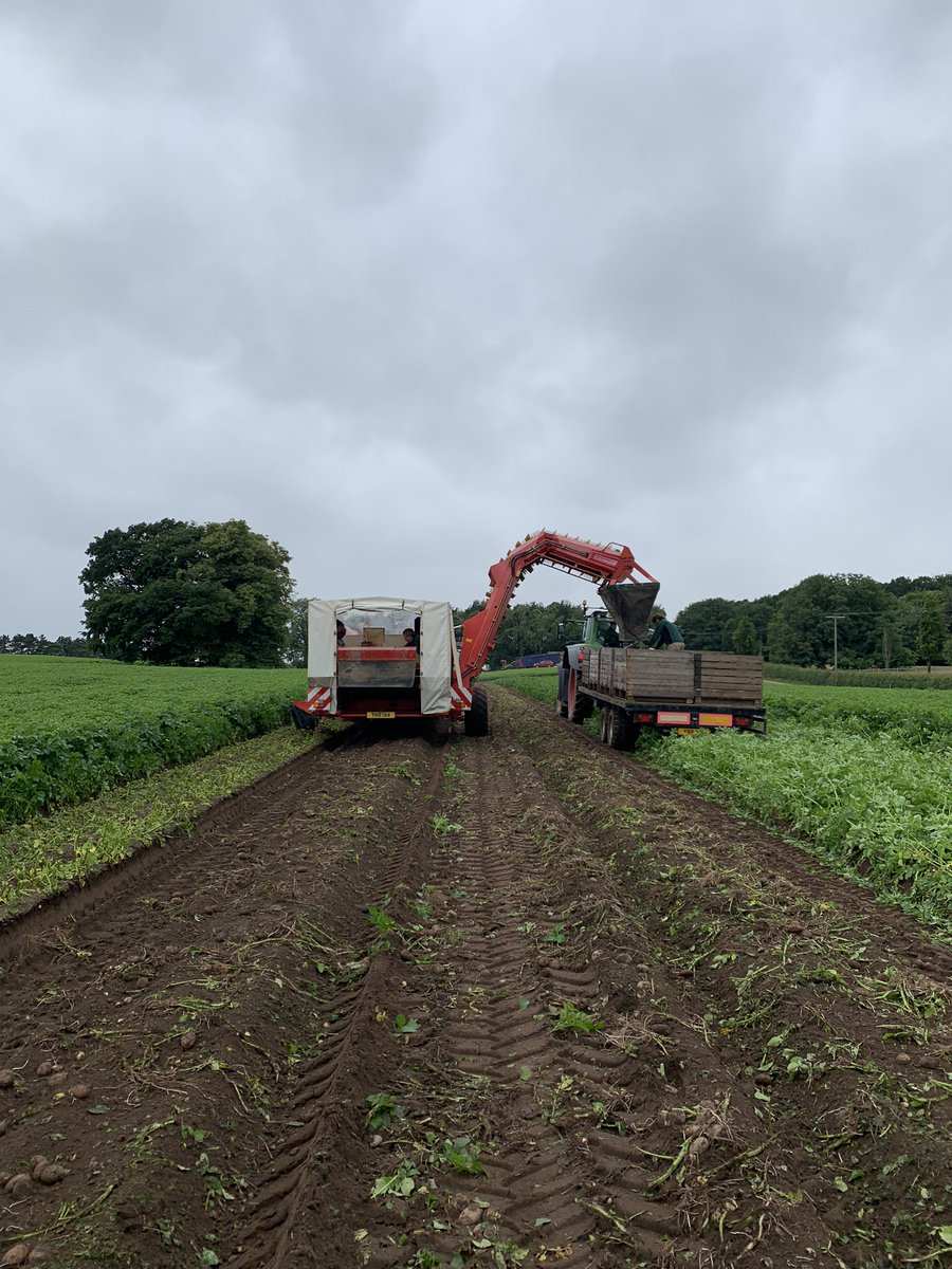 Nottinghamshire Baby New potatoes for <a href="/AldiUK/">Aldi Stores UK</a> being harvested. Look great, keep your eyes peeled for them in #Nottinghamshire stores <a href="/BraegateProduce/">Braegate Produce</a>