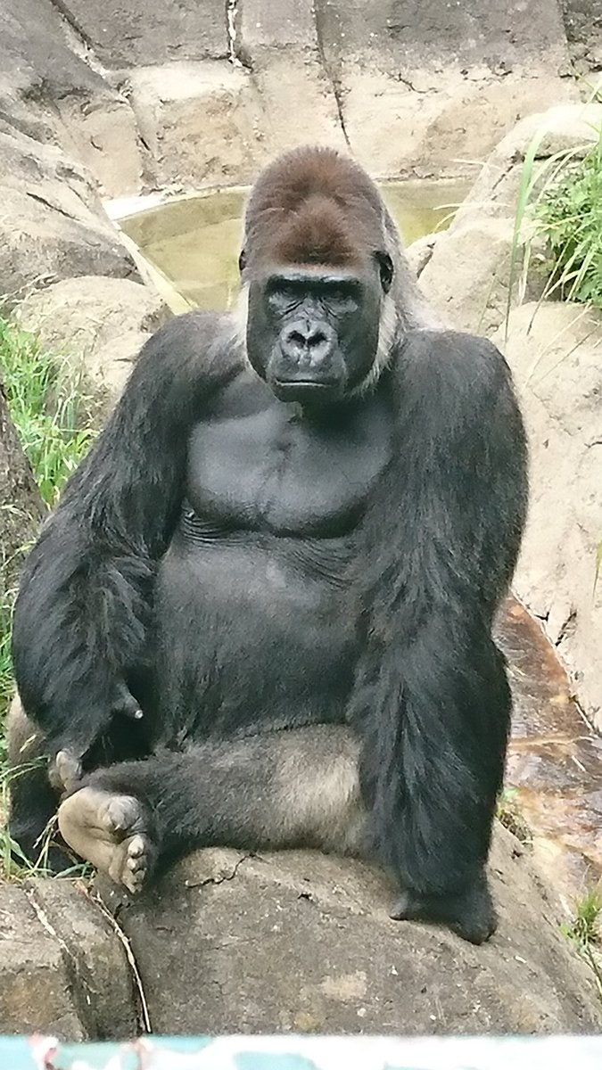 ゴリラ組長 ゴリラ男 Twitter પર 今日のクールポーズ集 ただ座ってるだけでもカッコイイってもう羨ましすぎる 俺もこんなカッコイイ男ならなぁ 千葉市動物公園 ニシゴリラ