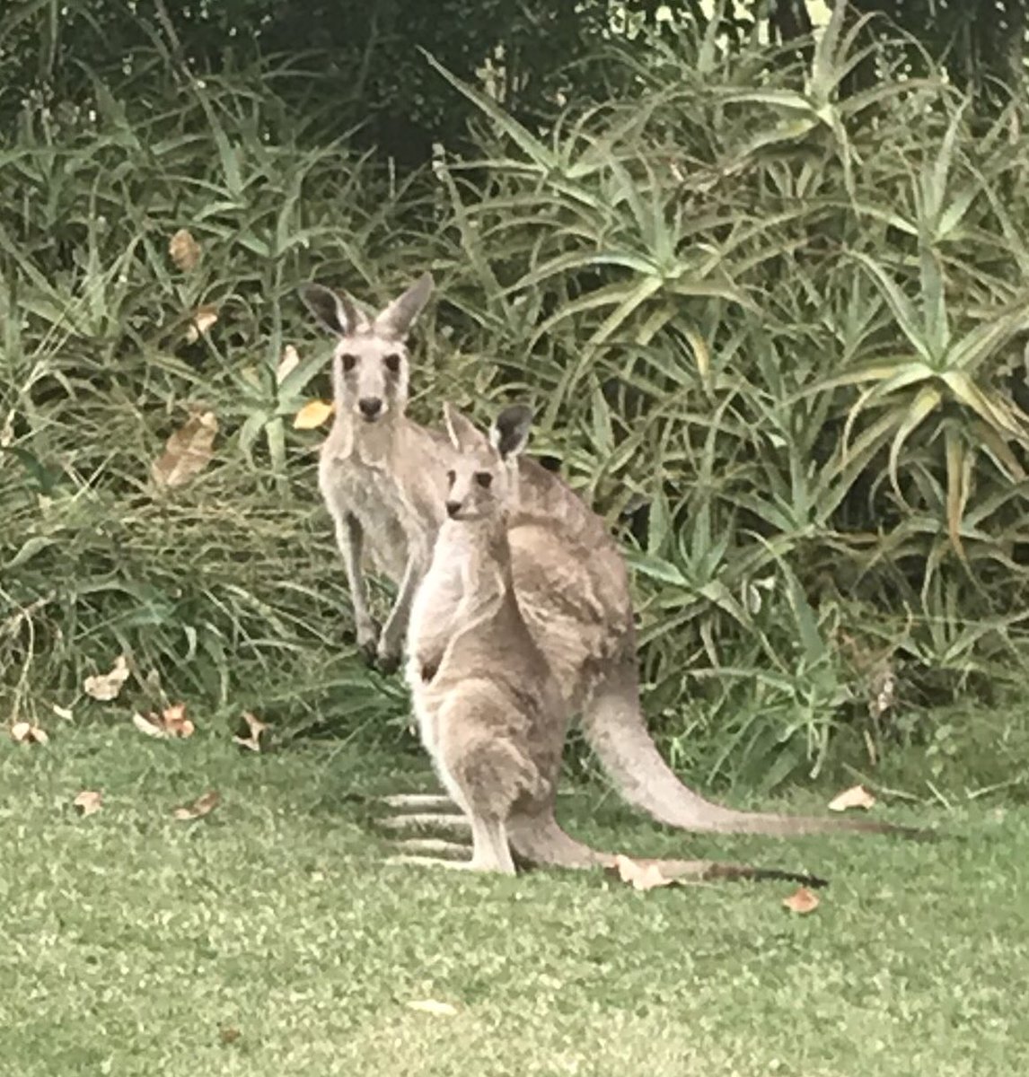 lu4252's tweet photo. @CopperWunder Happy Birthday and Congratulations on your graduation! Awesome achievement. From Down Under https://t.co/twWVZnFOiR