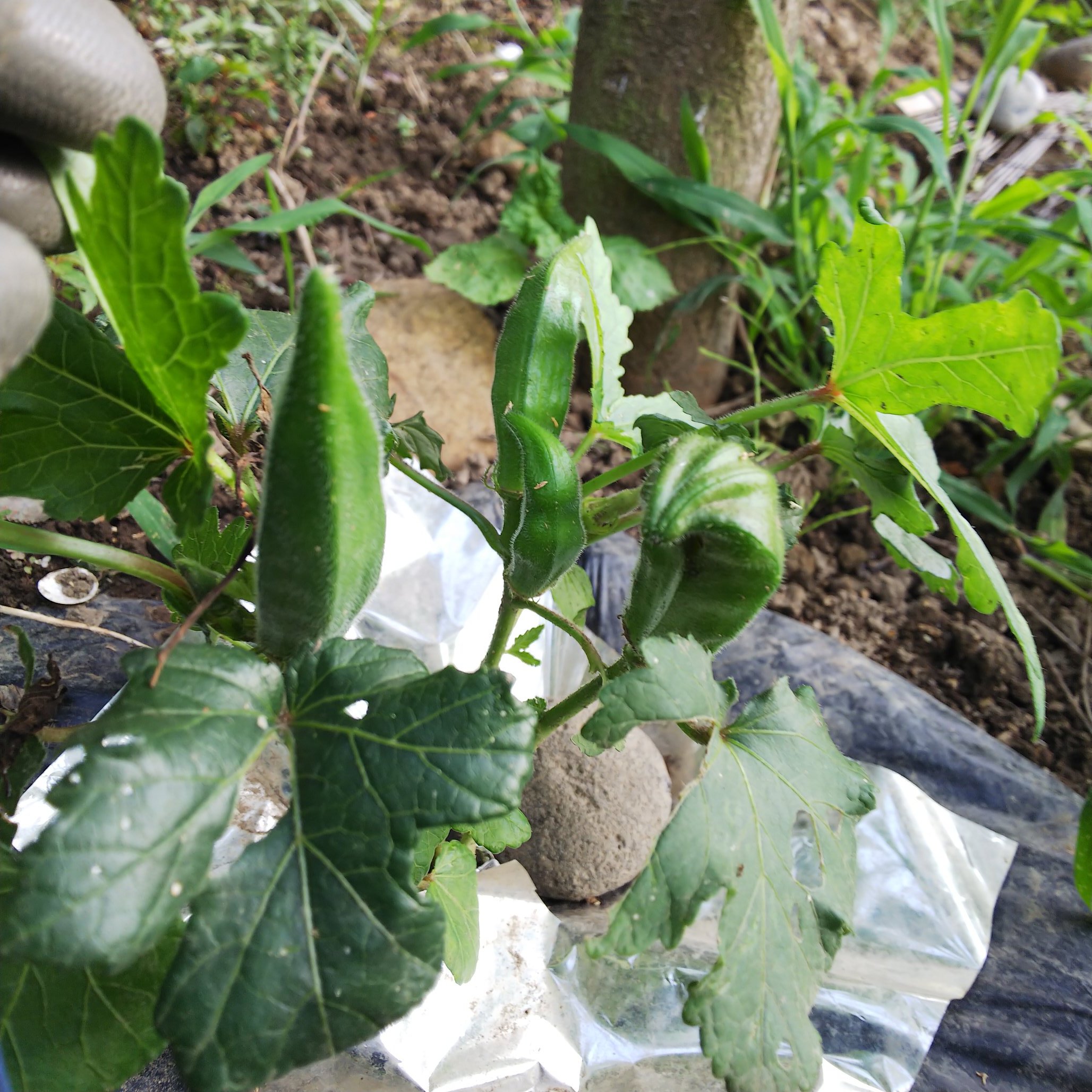 信州発 家庭菜園 Q S Natural Garden オクラ ネキリムシ対策 昨日何者かにやられたのか 今朝も生き返らず 昨夜準備した牛乳パックで囲んでみました 家庭菜園あるある T Co D7kvs3ngna Twitter