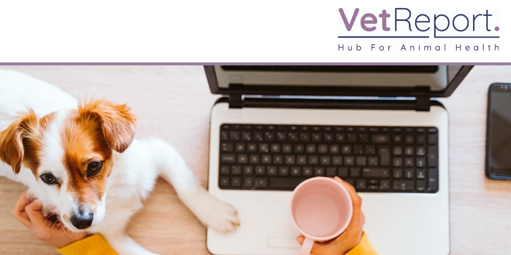 vetreport's tweet photo. Effective, targeted communication that brings value to your audience. Check out our #veterinary #media pack: https://t.co/Lc1H0xIV3O #VetReport #VetNews https://t.co/UeCtInrMWc